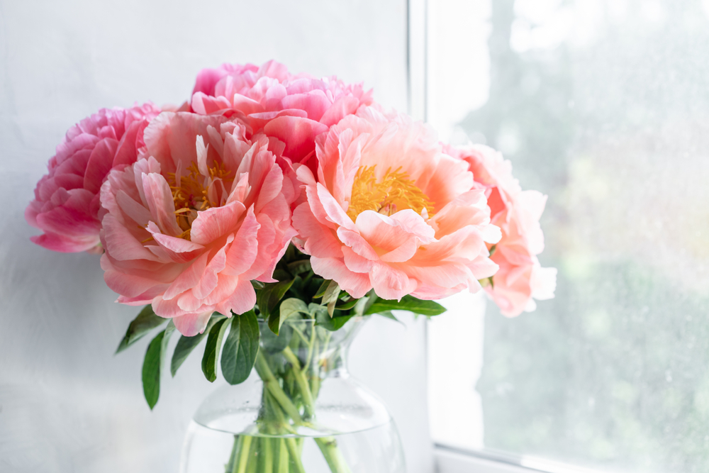 Pink Flowers in Vase by Window.